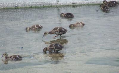 Прикрепленное изображение: u21.jpg